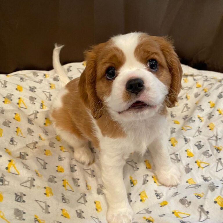 Olive, Cavalier King Charles Spaniel puppy — photo 2