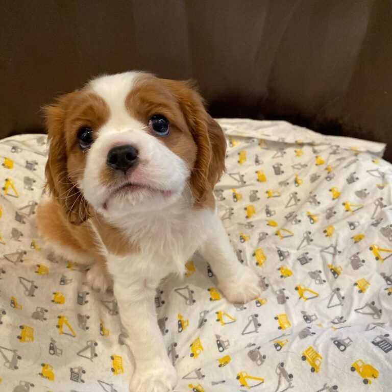 Olive, Cavalier King Charles Spaniel puppy — photo 3