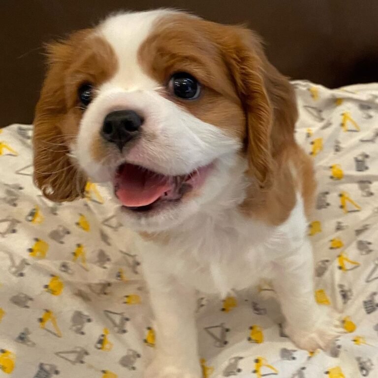 Olive, Cavalier King Charles Spaniel puppy — photo 4