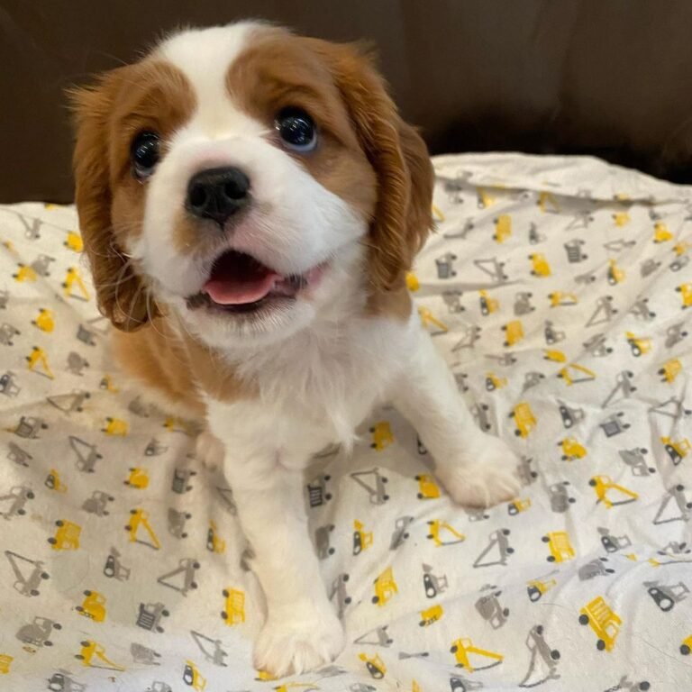 Olive, Cavalier King Charles Spaniel puppy — photo 5